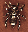 Tarantula Tarantula